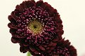 Gerbera Madness